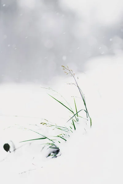 Bulanık Bir Arkaplana Karşı Karla Kaplı Dikey Bir Çekim — Stok fotoğraf