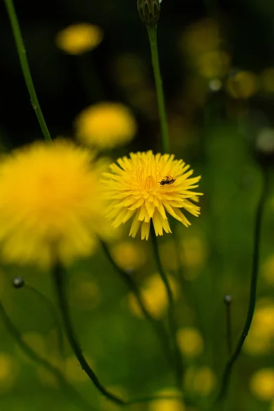 Селективный Фокус Снимка Насекомого Желтом Цветке Одуванчика — стоковое фото
