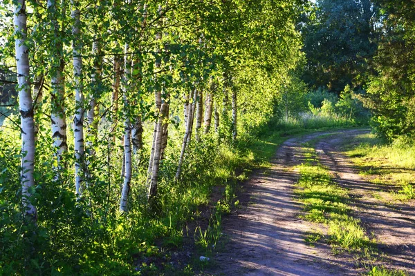 Path Lush Green Forest — Stock Photo, Image