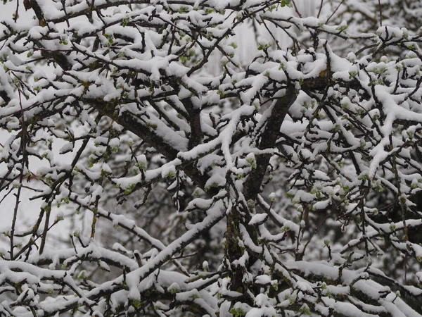 Kışın Karla Kaplı Tomurcukları Olan Yapraksız Bir Ağaç — Stok fotoğraf