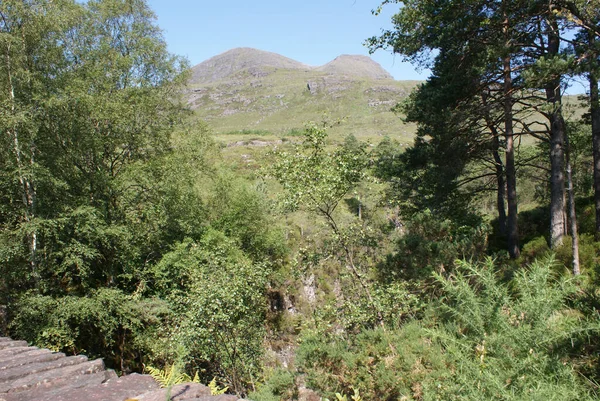 Paisaje Forestal Escocia — Foto de Stock