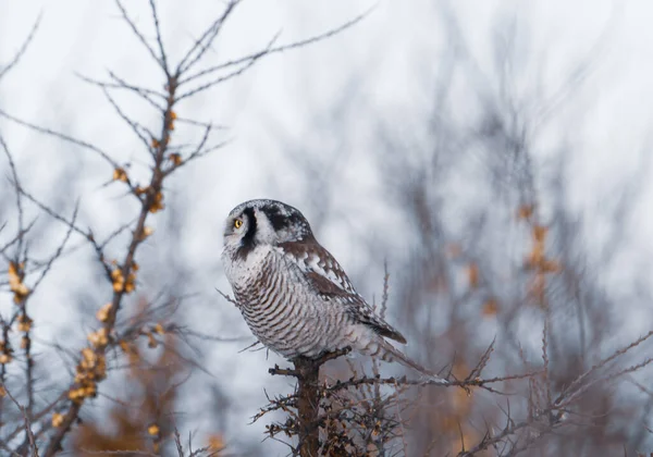 A closeup shot of a hawk owl standing on a leafless tree in daylight with a white blurred background