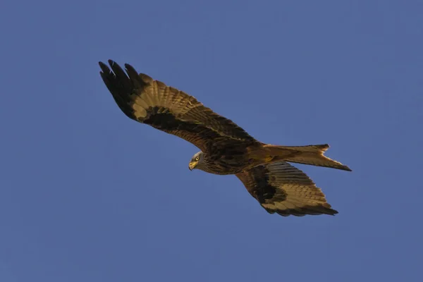 Closeup Shot Flying Hawk — Stock Photo, Image