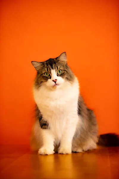 Vertical Shot Adorable Fluffy Cat Looking Camera Orange Wall Background — Stock Photo, Image