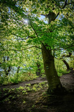 Bir ağacın alçak açılı görüntüsü ve güneş dalların arasından parıldıyor.