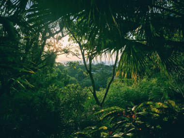 Yeşil ağaçlı bir panaroid orman manzarası