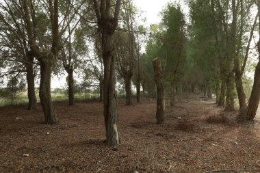 Kesilmiş ağaçları olan terk edilmiş bir park.