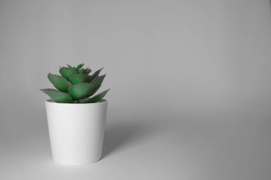 Beyaz bir tencerede sulu bitkinin yakın plan çekimi.