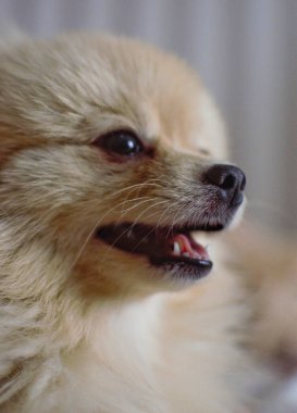 Tatlı bir Pomeranian köpeğinin ağzı açık bir şeye bakması.