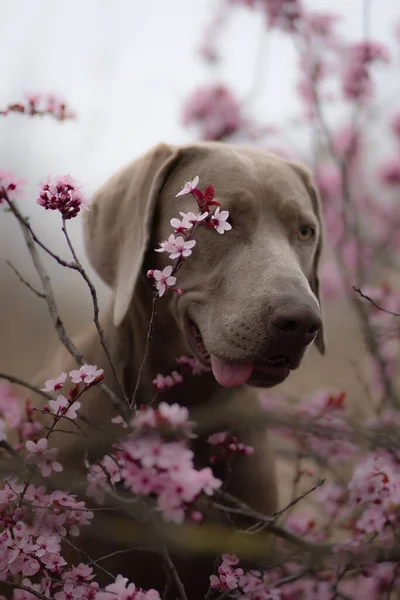 Селективный Фокус Очаровательной Веймаранской Собаке Возле Ачерри Дневное Время Весной — стоковое фото