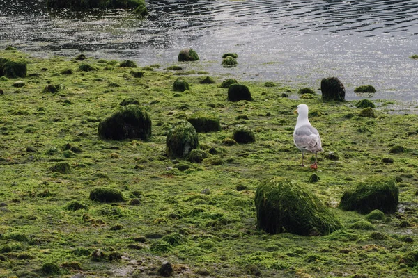 Beautiful Shot Seagull Walking Rocky Land Covered Mosses Algae Water — Stock Photo, Image