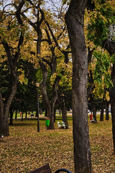 Вертикальный Снимок Цветущих Деревьев Опавшими Осенью Листьями Городском Парке Орадя — стоковое фото