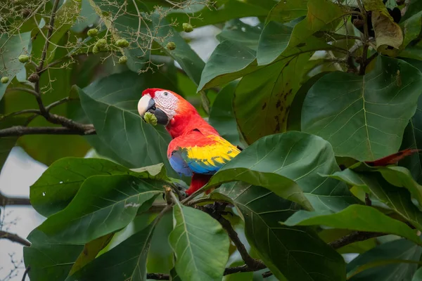 Perroquet Aras Perché Sur Arbre Dans Parc National Manuel Antonio — Photo