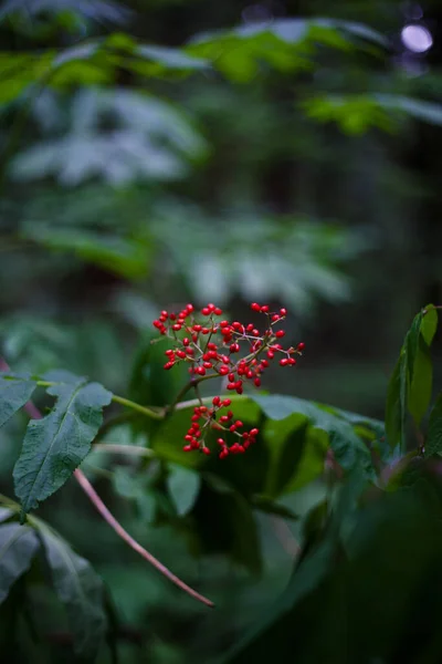 森の中で赤い高齢者の果実の選択的なフォーカスショット — ストック写真