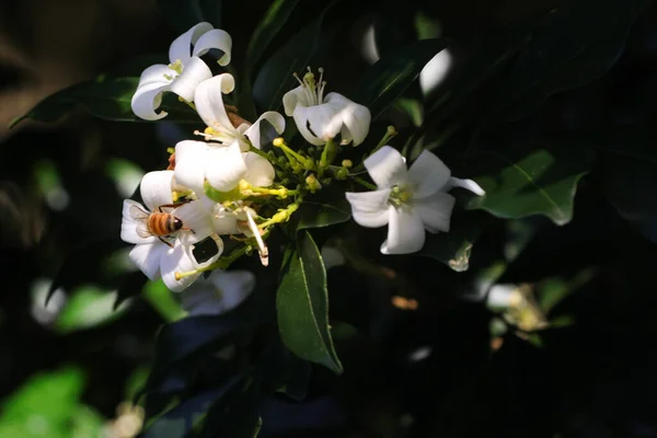 Närbild Ett Pyramidträd Lagunaria Patersonia Med Ett Vacker Vit Blomma — Stockfoto