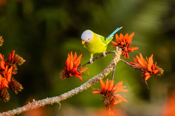 Живописный Вид Разноцветного Попугая Сидящего Цветущей Ветке Размытом Фоне — стоковое фото