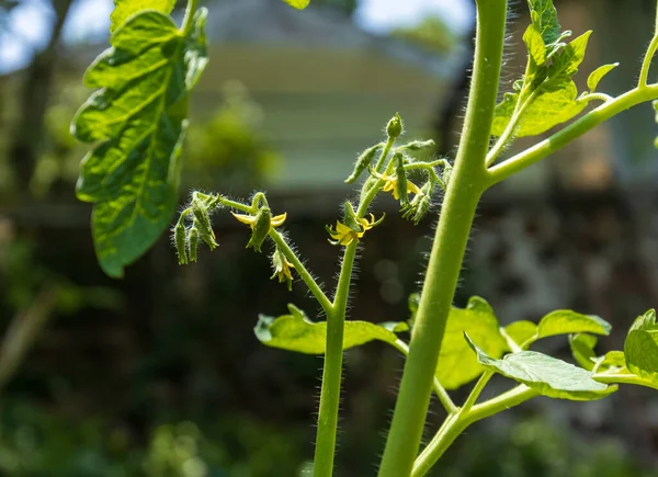 農場で栽培されている緑のトマト植物のクローズアップショット — ストック写真