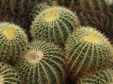 Marakeş, Fas 'taki Jardin Majorelle botanik bahçesindeki fıçı kaktüsü.
