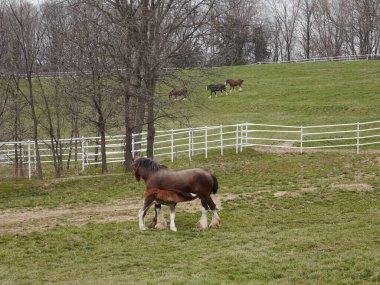 Budweiser Clydesdale, Boonville, Missouri 'deki Warm Springs Çiftliği' nde otluyor.