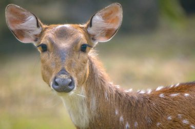 Vahşi doğada kahverengi bir antilop.
