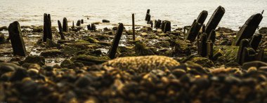 Londra 'da denizdeki eski yığın