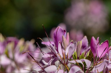 Cleome çiçeğinin seçici bir örneği