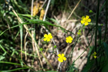 Gün boyunca bahçedeki sarı çiçeklerin yakın plan çekimi.