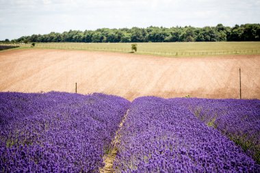 Cotswold Ülkesi 'ne Bakan Kar Tepesindeki Lavanta Tarlaları