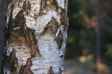 Güneşli bir günde, arka planı bulanık beyaz huş ağacının ormanda kabuğu olan bir ağacın yakın çekimi.
