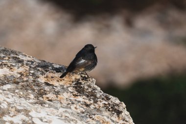 Kayanın üzerine tünemiş siyah bir kızıl kuşun yakın plan çekimi.