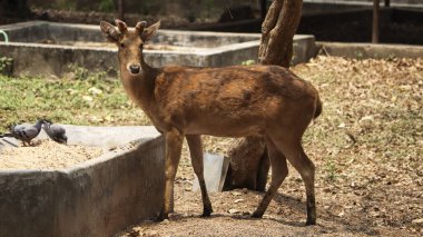 Güzel bir domuz geyiği ve yazın ormanda iki güvercin.