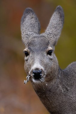 Grand Teton Ulusal Parkı 'ndaki güzel bir katır geyiği manzarası, ABD