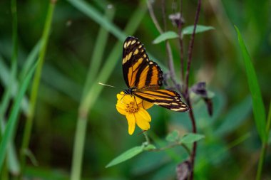 Bahçedeki bir çiçeğin üzerindeki güzel bir kelebeğin yakın çekimi.