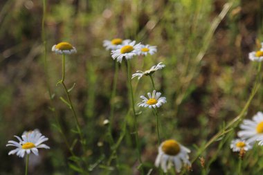 Çayırda açan beyaz papatya çiçekleri. Bahar doğası sahnesi, güneş altında çiçek açan beyaz papatyalar..