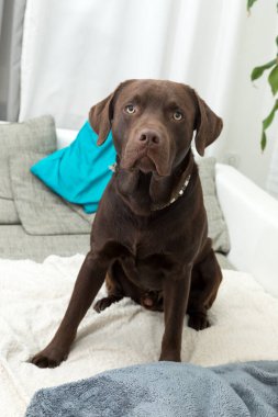 Evdeki yumuşak battaniyenin üzerinde oturan kahverengi bir Labrador Retriever.