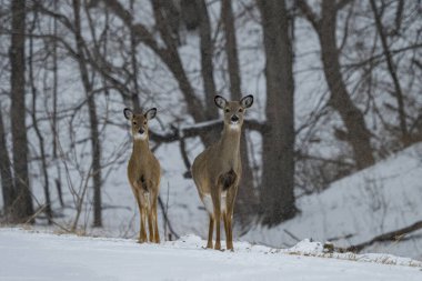 Karlı bir ormanda bir çift güzel kahverengi geyik