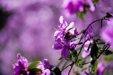Güzel bir menekşe, yeşil yapraklı yabani biberiye çiçeğinin seçici odak noktası.