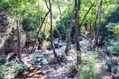 Ormanda, içinden akan küçük bir nehir olan bir ağaç görüntüsü.