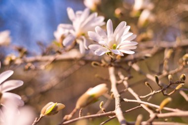 Beyaz bir manolya çiçeğinin yakın çekimi
