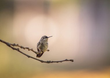 Bulanık bir arkaplanda bir ağaç dalına tünemiş vahşi sinekkuşunun yakın plan çekimi.