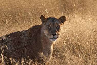 Bir dişi aslan uzun ve kurumuş çimenlerde yavaşça yürüyor.