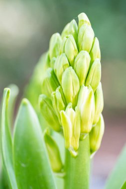 Yeşil çiçeğin dikey görüntüsü