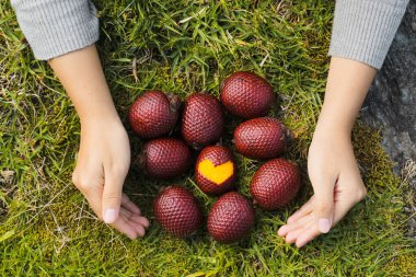 A top view of person's hand around the moriche palm fruits on green ground clipart