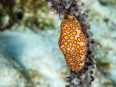 Flamingo dilli salyangozun yakın çekimi.