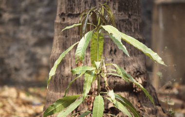 Bulanık arka planda yeşil yapraklı bir mango bitkisinin yakın çekimi.