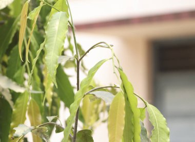 Polyalthia longifolia var pendula 'nın yakın plan çekimi. Bahçede güneş ışığı altında büyüyor.