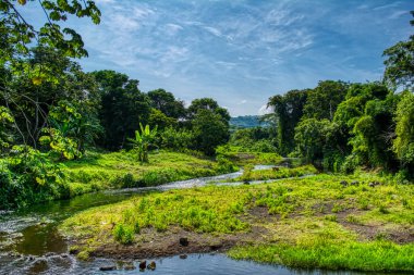 Parkta ağaçlar ve bitkilerle çevrili güzel bir nehir manzarası.