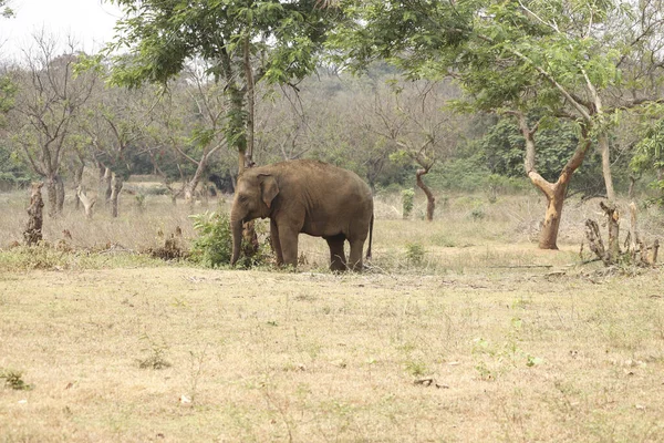 Big Elephant Walking Safari Sunny Day Summer — Stock Photo, Image