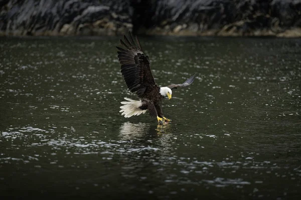 Águila Calva Abalanza Sobre Agua Para Atrapar Pez —  Fotos de Stock