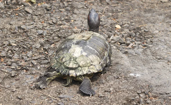 Gros Plan Une Tortue Sur Sol Rocheux — Photo